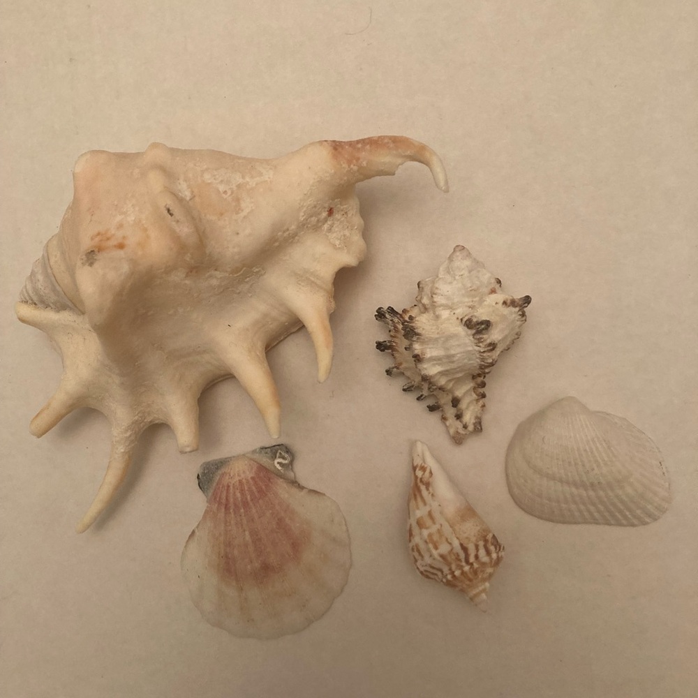 Assorted Sea Shell Collection